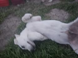 Labrador retriever puppies for sale free