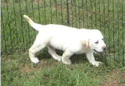 lovely Labrador Retriever puppies for sale