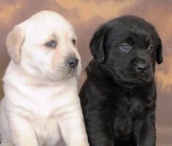 Labrador Retriever Puppies with pedigree