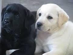 Labrador retriever puppies 500$