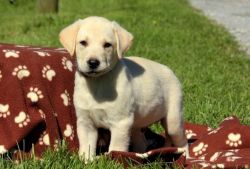 gorgeous lovely labrador retriever puppy for sale