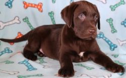 Adorable Chocolate Labrador Retriever Puppies