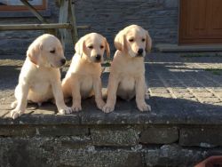 Outstanding Golden Labrador Puppies For Sale