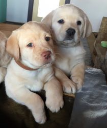 Yellow English Labrador Puppies