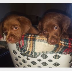 Purebred Chocolate Lab Puppies