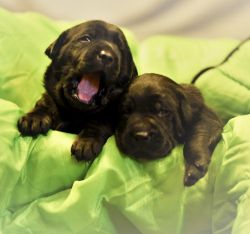 Labrador puppies with Nations finest bloodline for sale