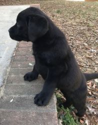 Ready Now!! Labrador Retriever puppies for sale