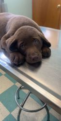3 month chocolate lab puppy and puppy supplies