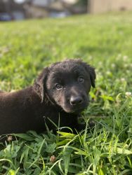 Labrador retrievers for sale