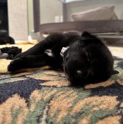 Husky/Lab mix need forever home!