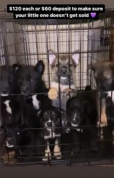 Puppies for sale , Greenville Nc