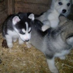 Affectionate Siberian hushy puppies