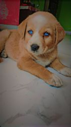 Brown color cute labradore saberian husky for sale