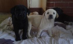 Labrador Husky puppies for sale