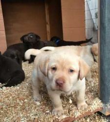 Cuties labradror puppies for your new home