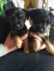 Lakeland Fell Terrier Puppy For Sale