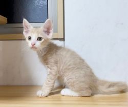 LaPerm kittens for sale