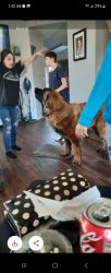 Leonberger one year old house trained