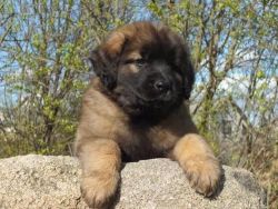 LEONBERGER puppy available