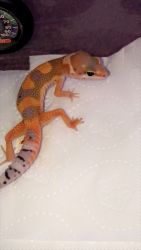 Great pet leopard geckos
