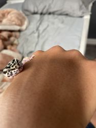 Leopard Gecko needs an owner