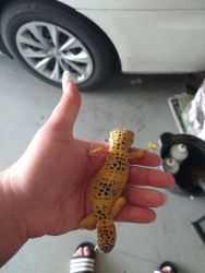 Leopard Gecko! Comes with Tank, Food, and Heating Pad!