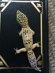 Fancy leopard gecko