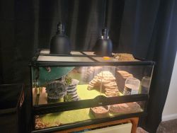 Leopard Geckos and Accessories