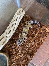 Leopard Gecko for sale