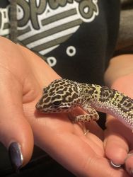 Niko-leopard gecko