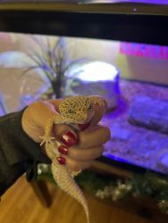 TWO leopard geckos for sale with all accessories