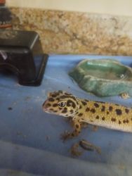 Leppored gecko