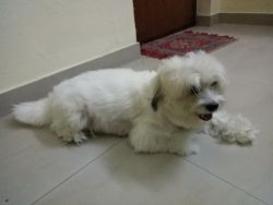 Show quality lhasa apso pups & dog ready for new home..xxxxxxxxxx