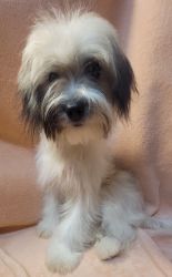 Yorkshire Terrier / Lhasa Apso