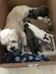 AKC Lhasa Apso pups (rare) in San Diego, available