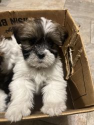 LHASA APSO PURE BRED PUPPIES FOR SALE