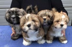 Available Lovely Lhasa Apso Puppies