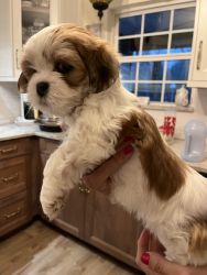 Lhasa Apso puppies for sale. AKC champion and grand champion lines.
