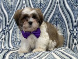 Mike-male LhasaApso