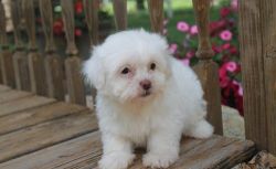 Adorable Lhasa Apso Puppies for Sale