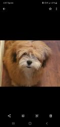 10 month old Lhasa Apso female for sale