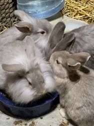 Lionhearted rabbits for sale