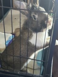 Selling a beautiful Lionhead rabbit with cage water bottle n hay