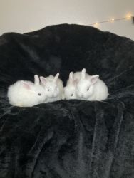 Baby Rabbits for Sale