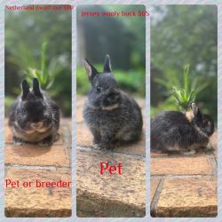 Baby bunnies for sale Helen Georgia several breeds prices and ages