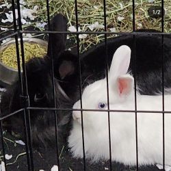 2 bonded rabbits. 1 Male neutered. 1 female not spayed