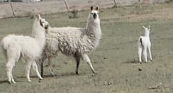 Pick from llama herd, $300 - $400