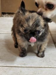 SOLD....LC female chihuahua