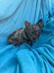 Chi Babies Ready for New Furever Homes