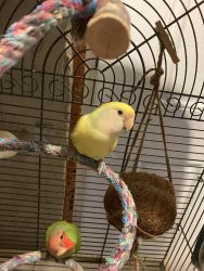 Lovebird pair need a new home